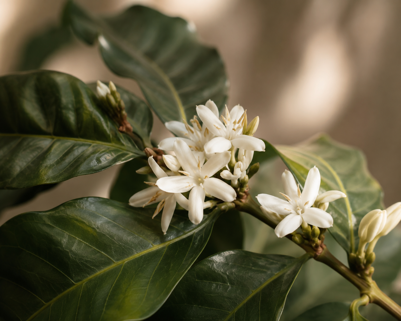 Coffee blossom